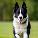 Chien en bonne santé courant