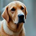 Chien d'assistance en formation